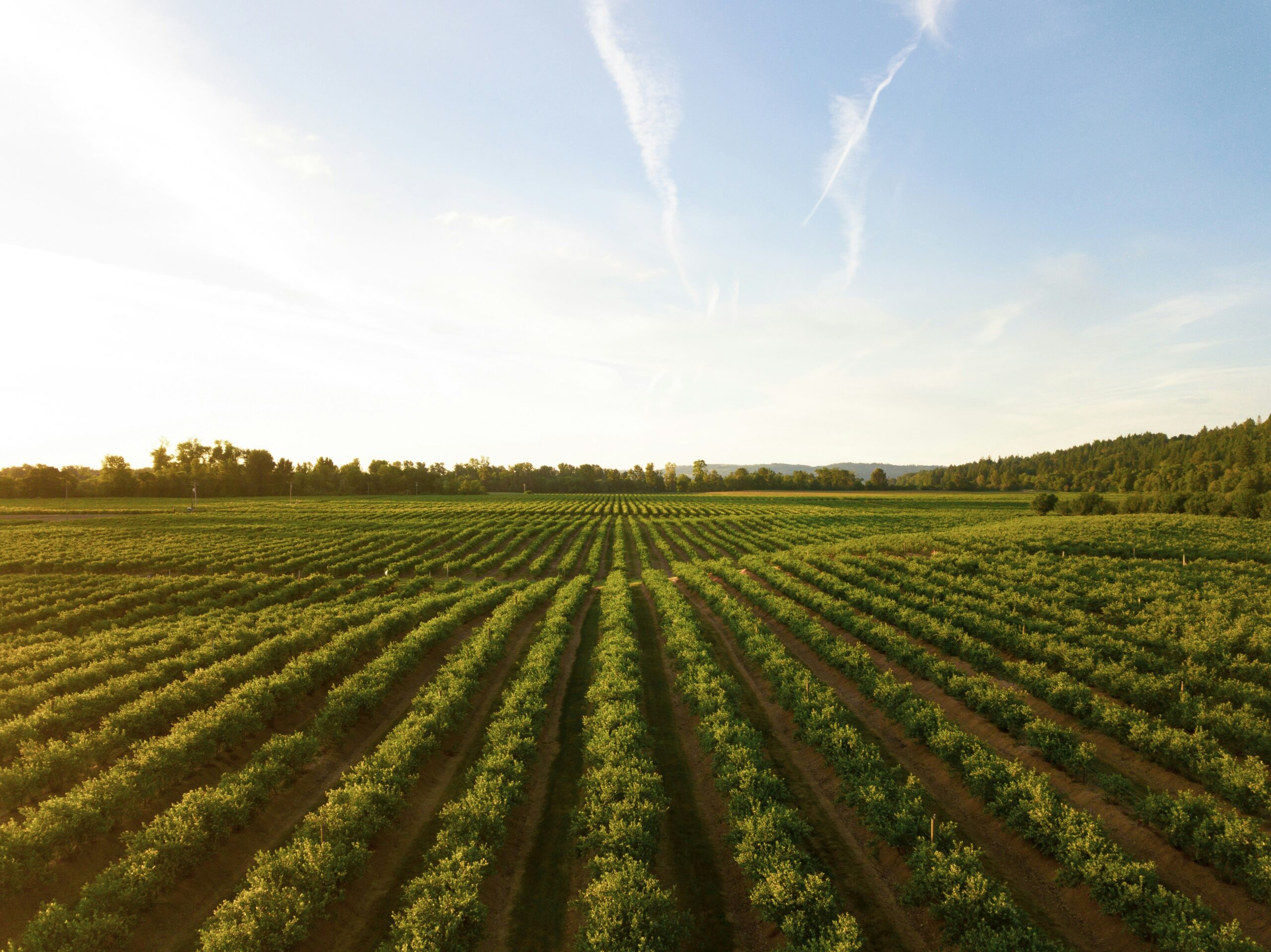 AI in Agriculture