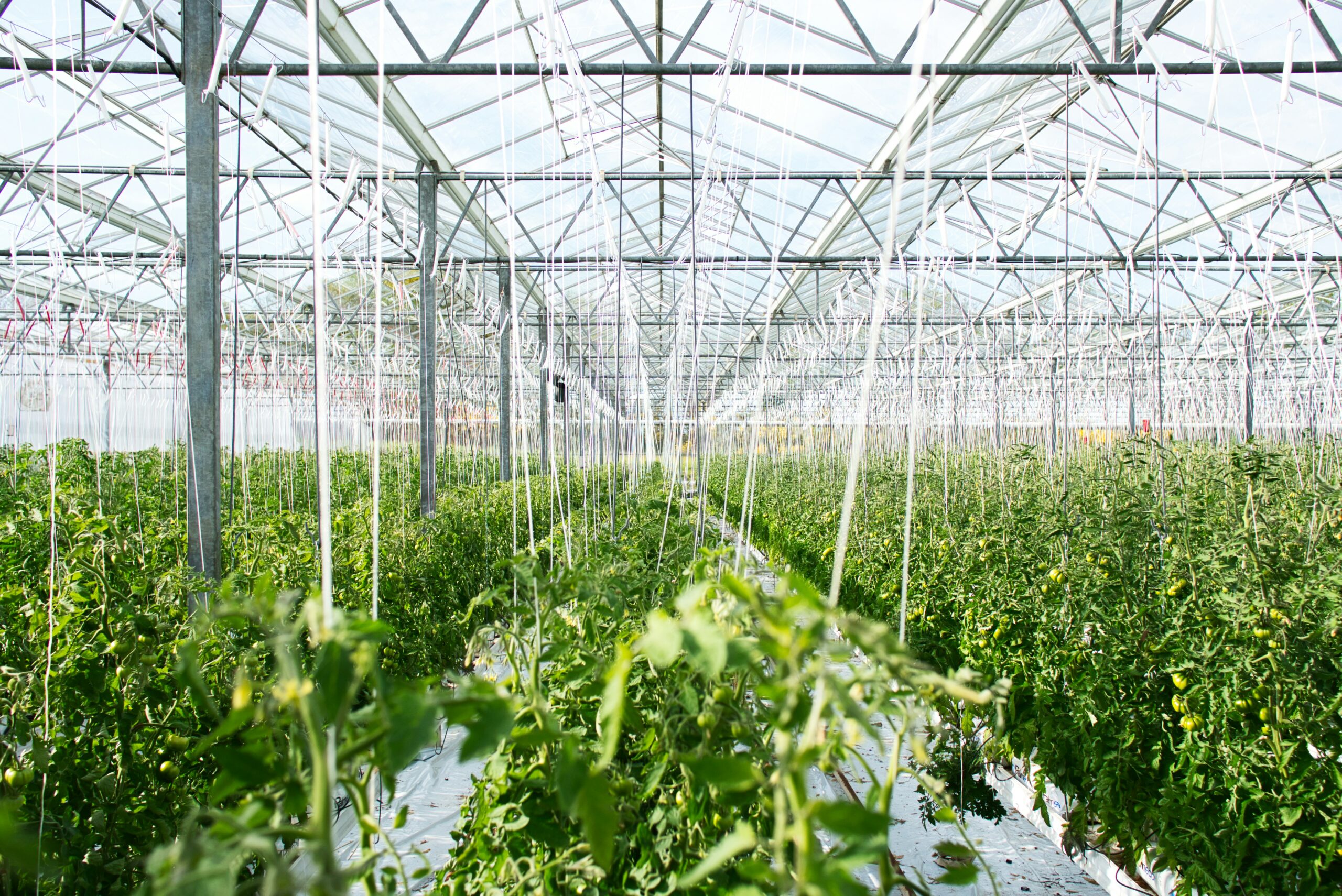 Commercial Greenhouse Growth